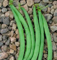 http://www.ecoumene.com/fr/template/semences-legumes-bio/photos/haricot-vert-black-valentin.jpg